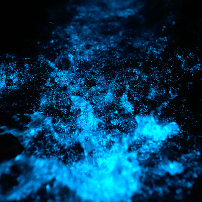 Capturing the Glow: Tips for Photographing and Filming Bioluminescence at Home