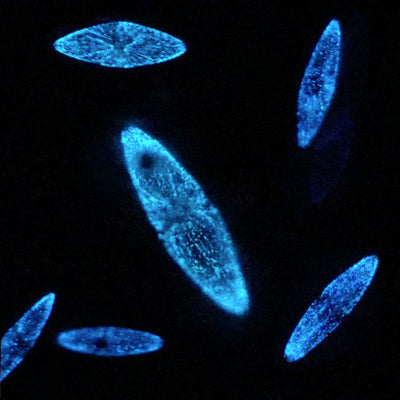 DinoPets™ Aquariums for Bioluminescent Plankton