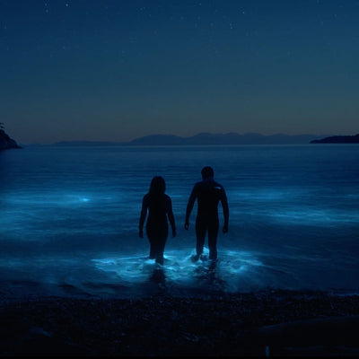 Lexus x Bioluminescence