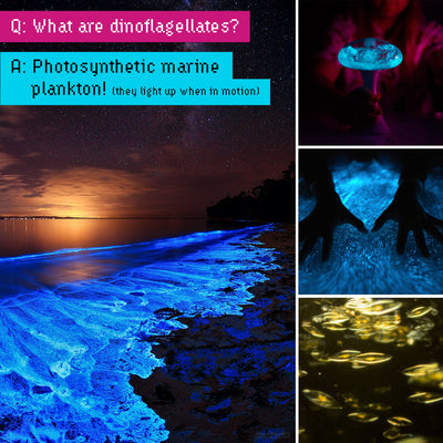 DinoPets™ Aquariums for Bioluminescent Plankton