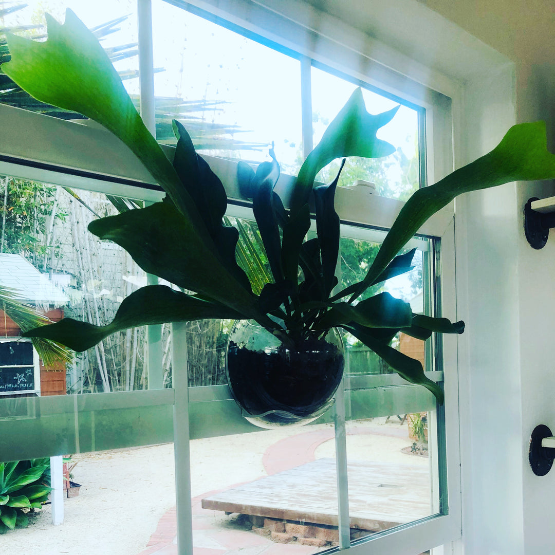 indoor window planter suction cup Urbz Planter | Hanging Planter | Herb Planter