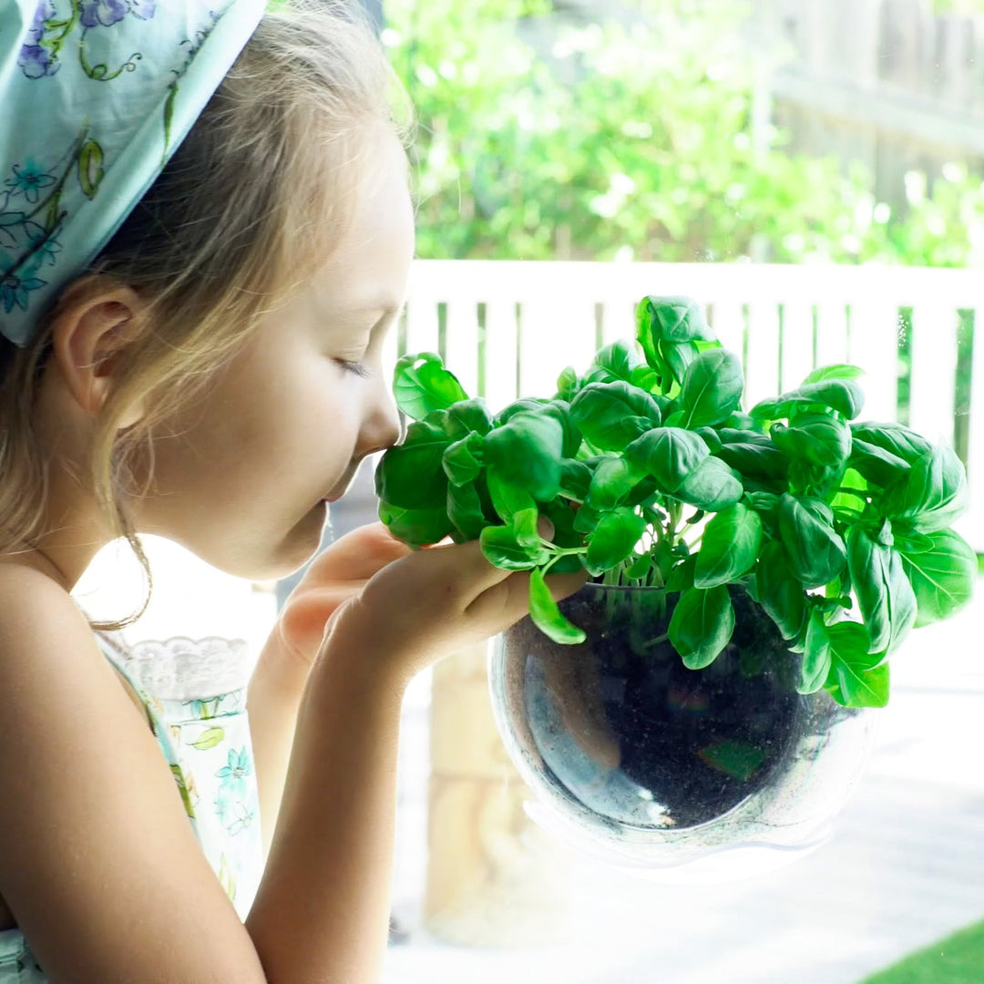 plant pots that stick to windows Urbz Plant Pod